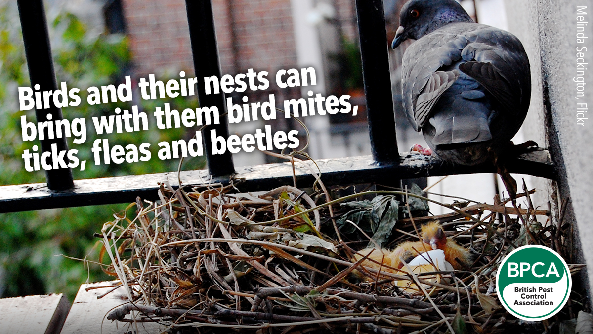 Bird mites, ticks, fleas and beetles